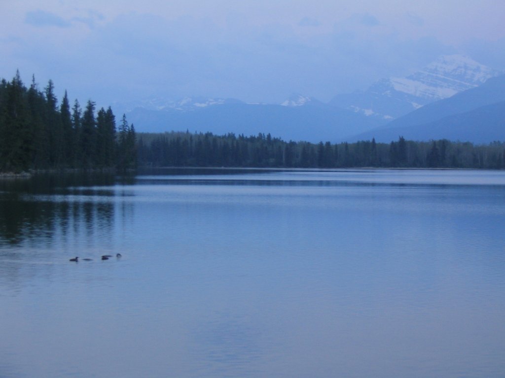 Loons Pyramid Lake