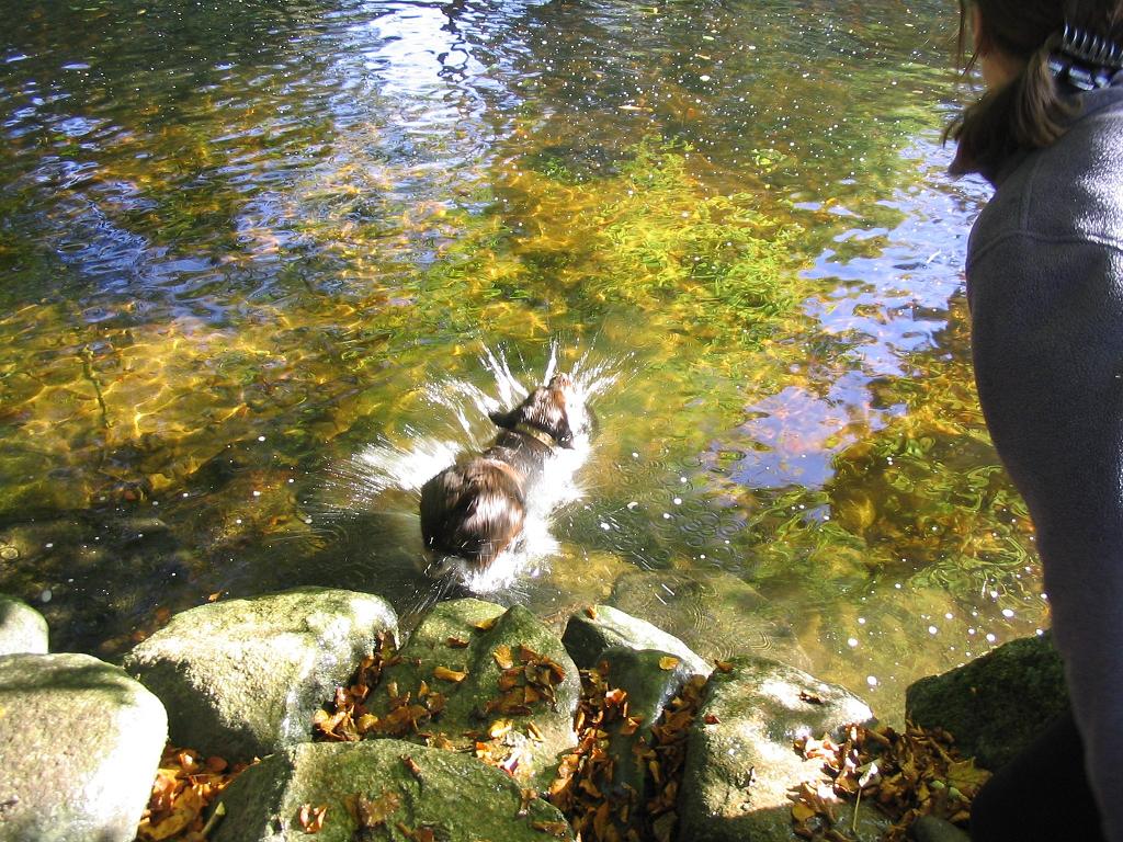 splash